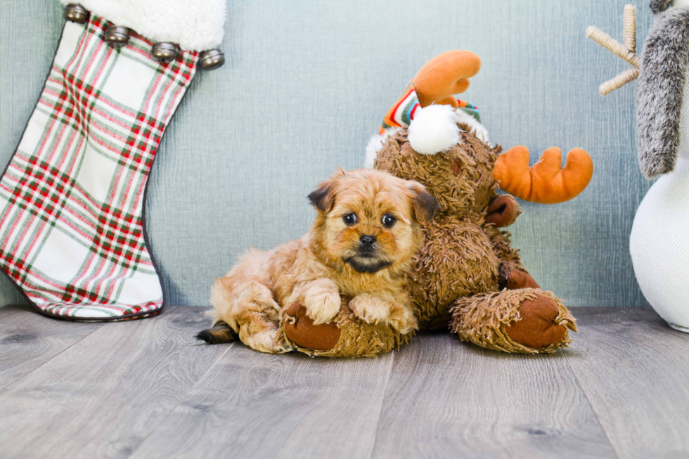 Shorkie Puppy for Adoption