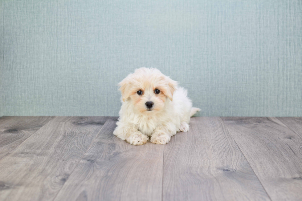 Maltipoo Puppy for Adoption