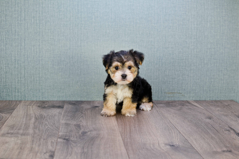 Best Morkie Baby