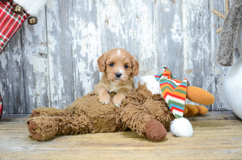 Smart Cavapoo Poodle Mix Pup