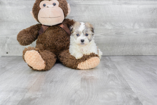 Happy Havanese Purebred Puppy