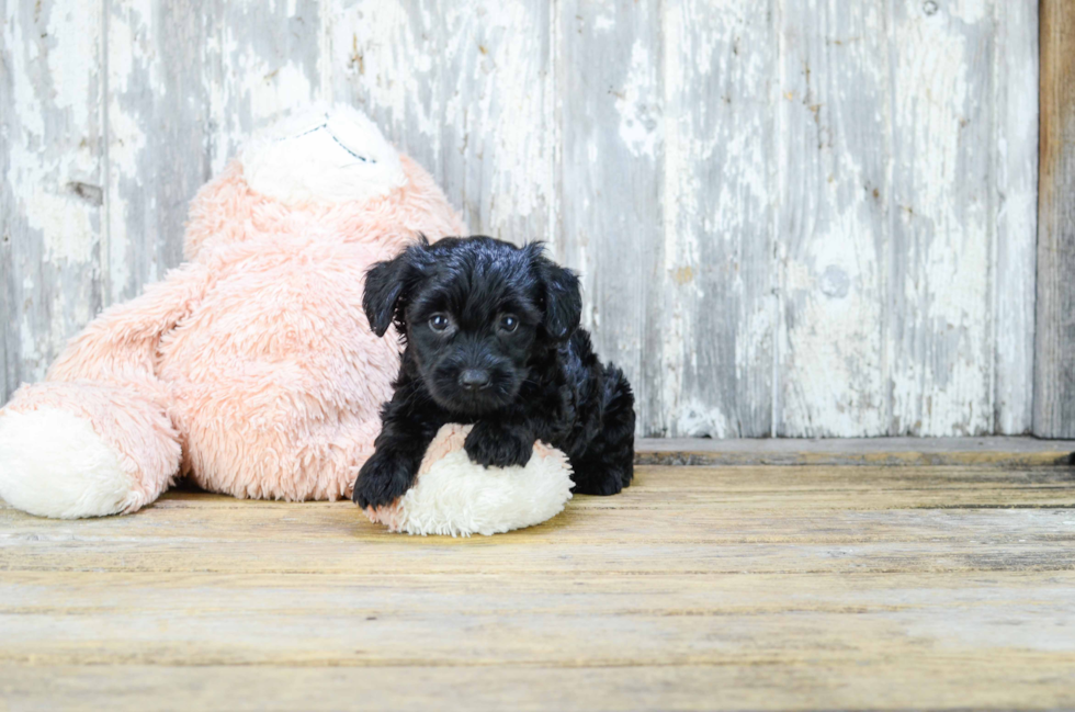 Yorkie Poo Pup Being Cute