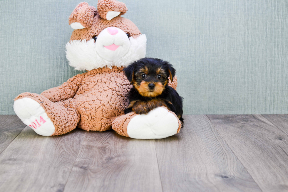 Meet Bella - our Yorkshire Terrier Puppy Photo 