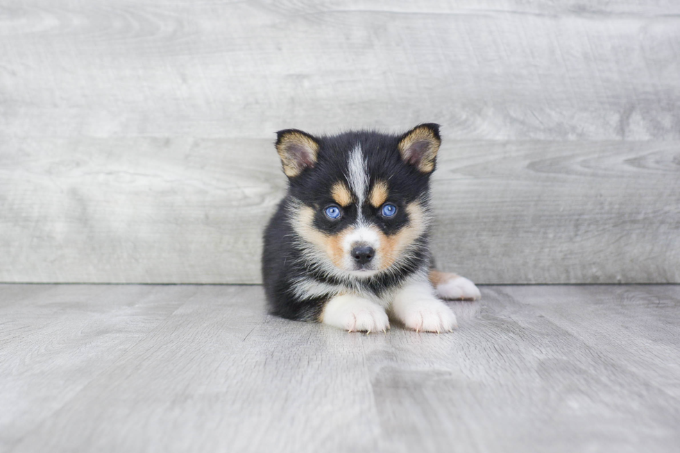 Pomsky Puppy for Adoption