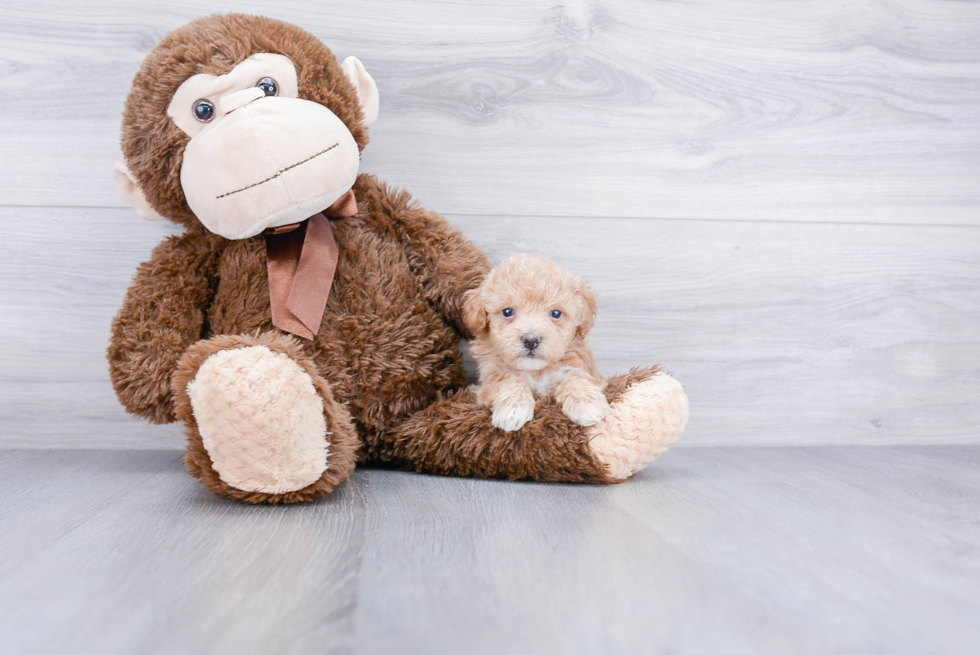 Best Maltipoo Baby