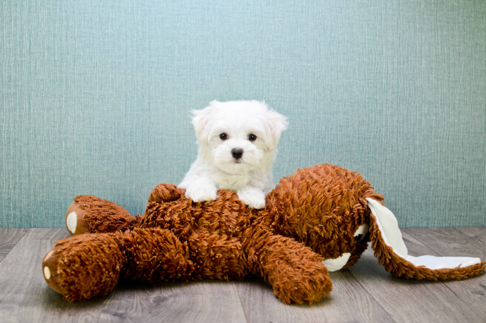 Hypoallergenic Maltese Purebred Pup