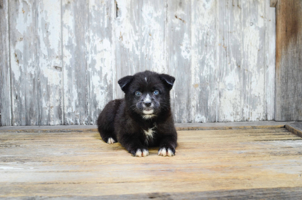 Pomsky Pup Being Cute