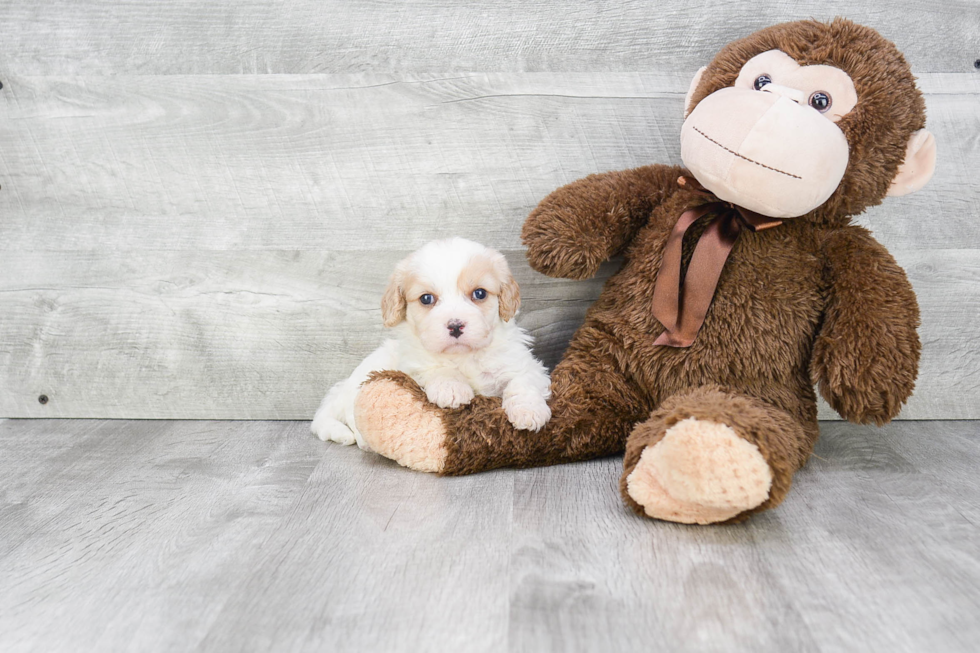 Cavachon Puppy for Adoption