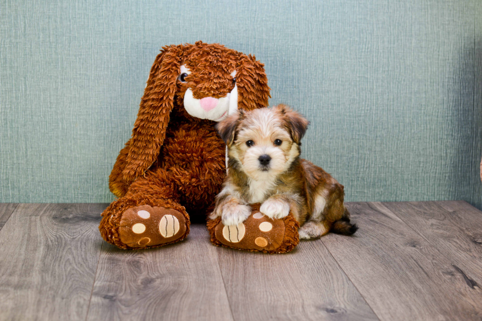 Morkie Pup Being Cute