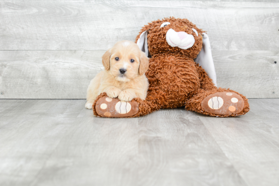 Cute Mini Goldendoodle Baby