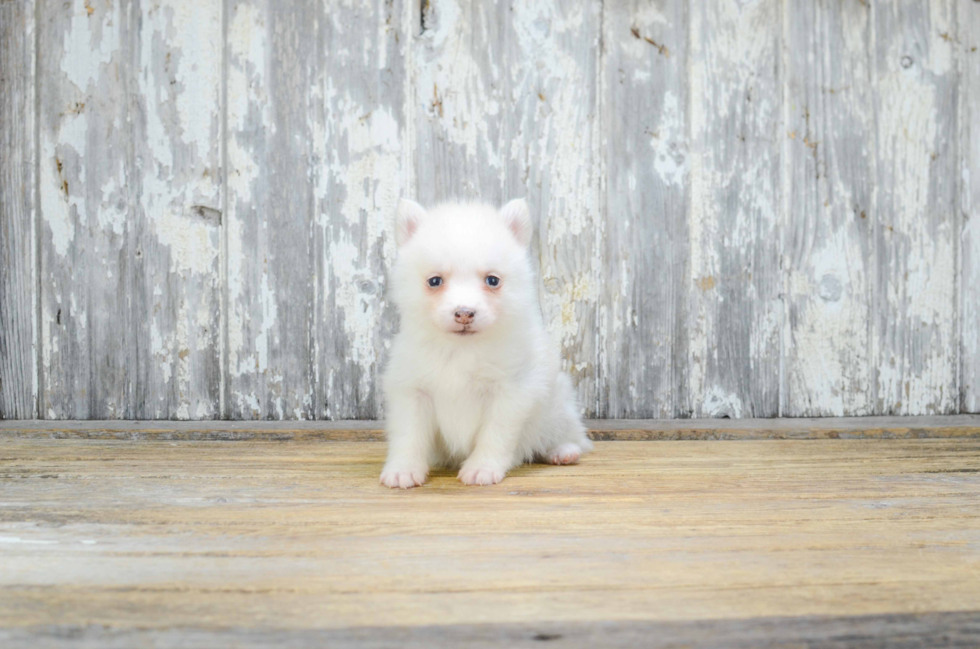 Pomsky Puppy for Adoption