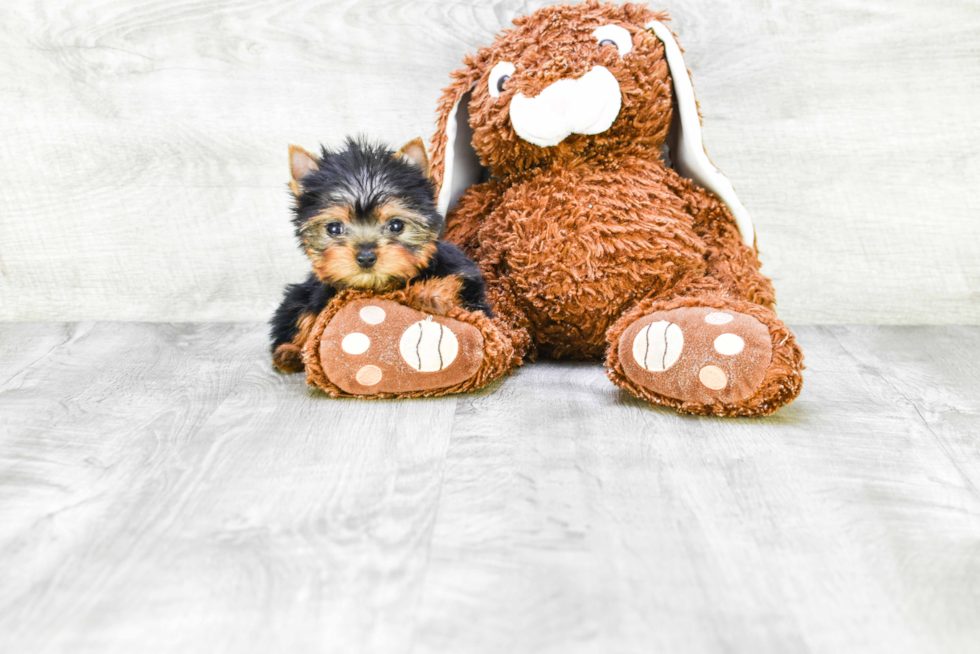 Meet Tinkerbell - our Yorkshire Terrier Puppy Photo 