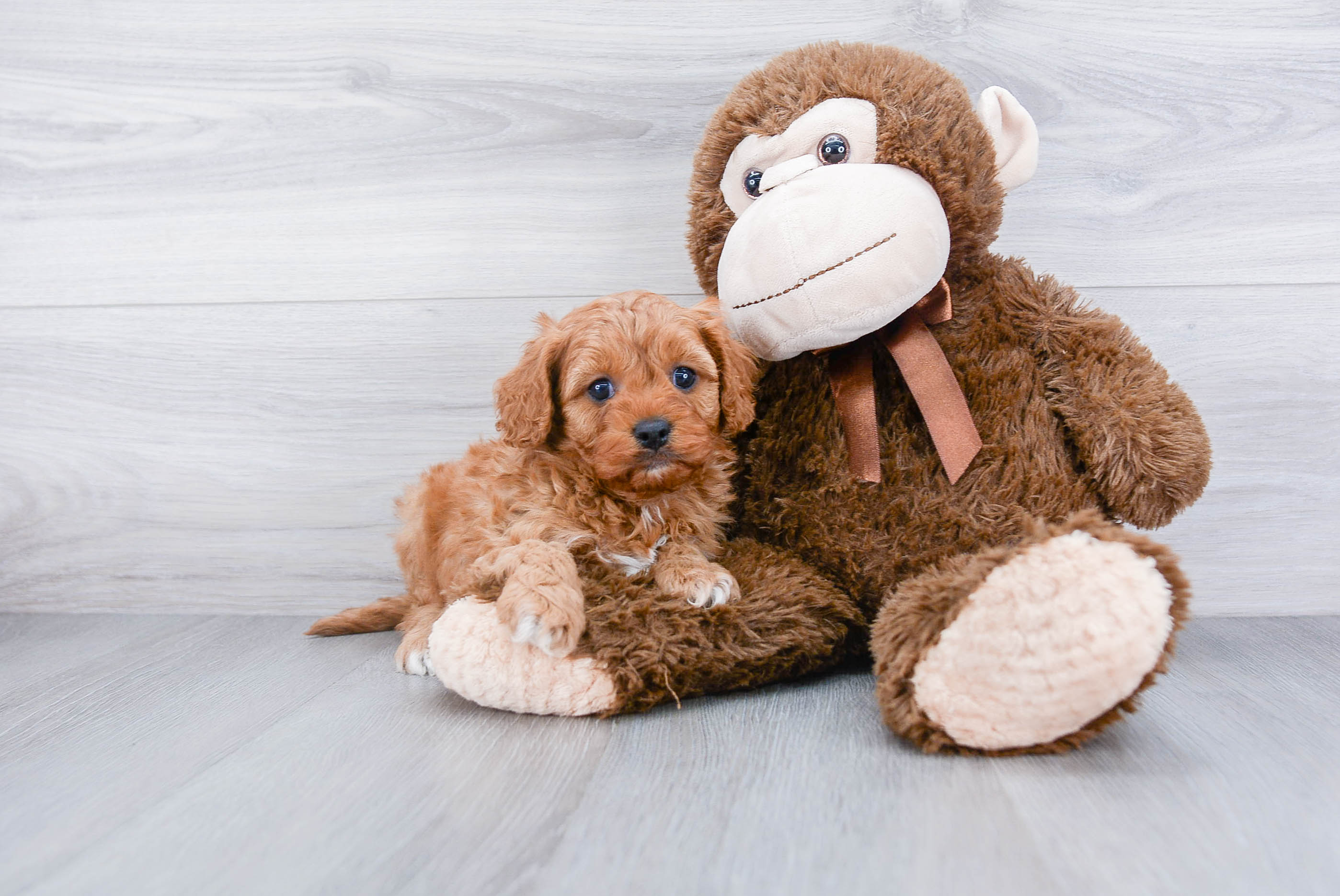 Adorable Cavoodle Poodle Mix Puppy