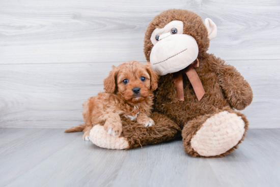 Adorable Cavoodle Poodle Mix Puppy