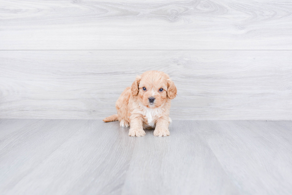 Best Cavapoo Baby