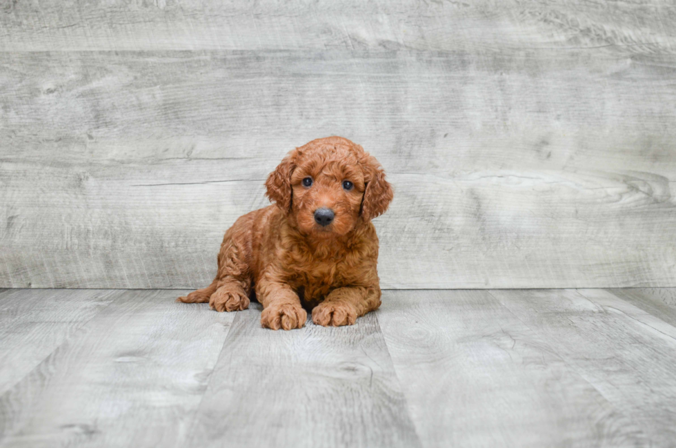 Mini Goldendoodle Puppy for Adoption