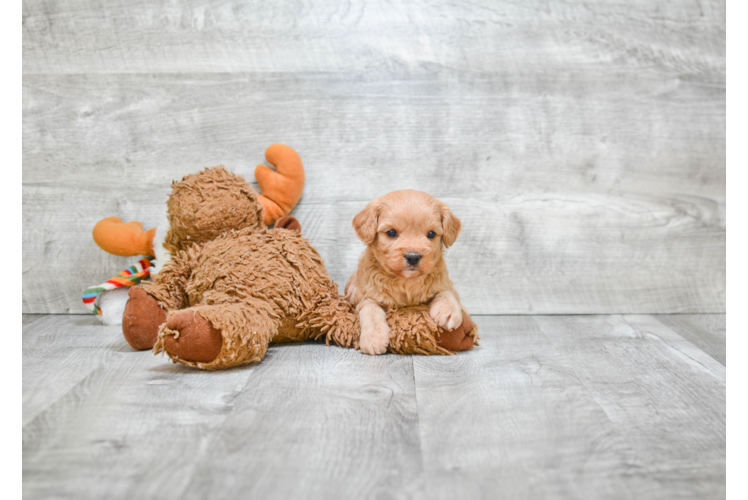 Funny Cavapoo Poodle Mix Pup