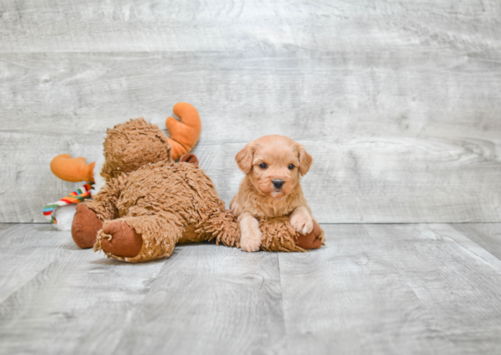 Funny Cavapoo Poodle Mix Pup