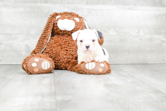 Popular French Bulldog Baby