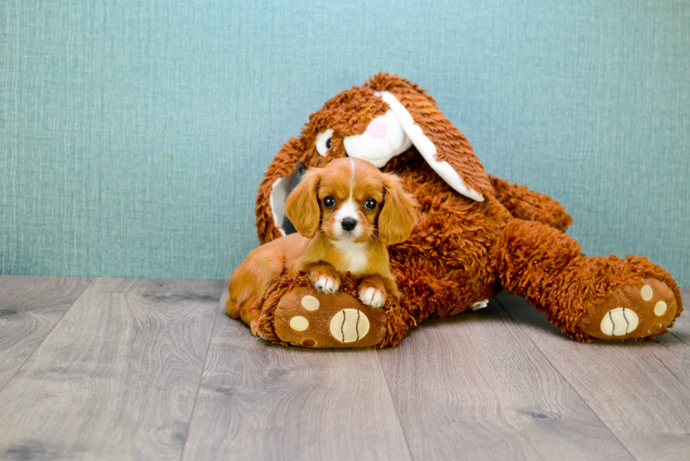 Small Cavalier King Charles Spaniel Baby