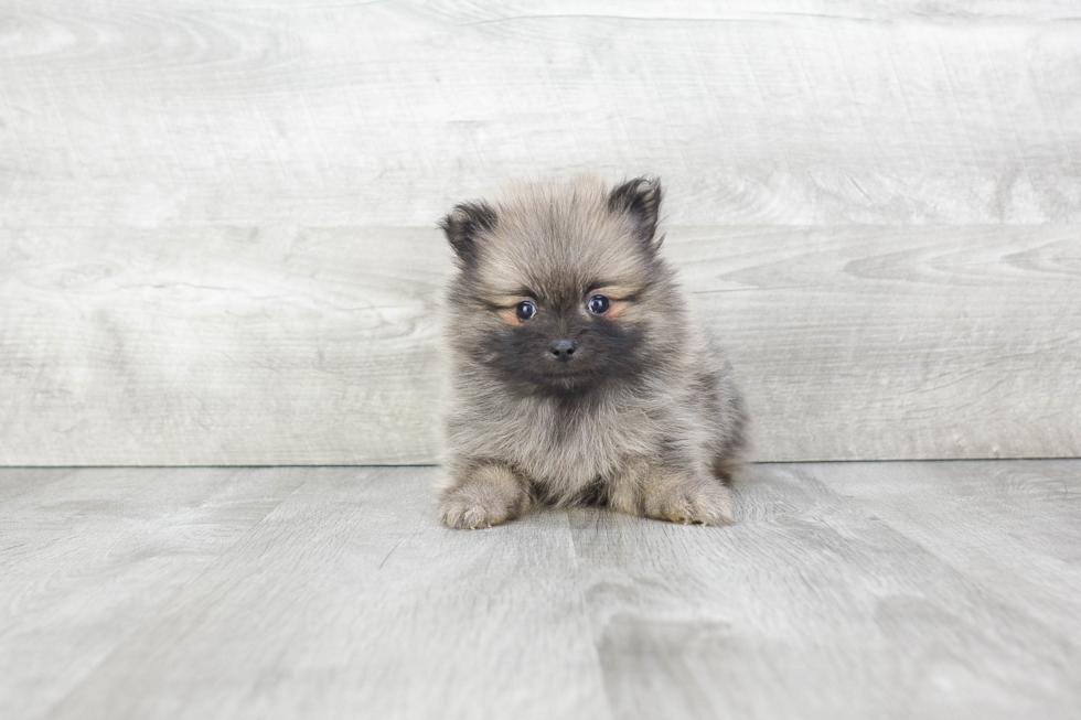 Pomeranian Puppy for Adoption