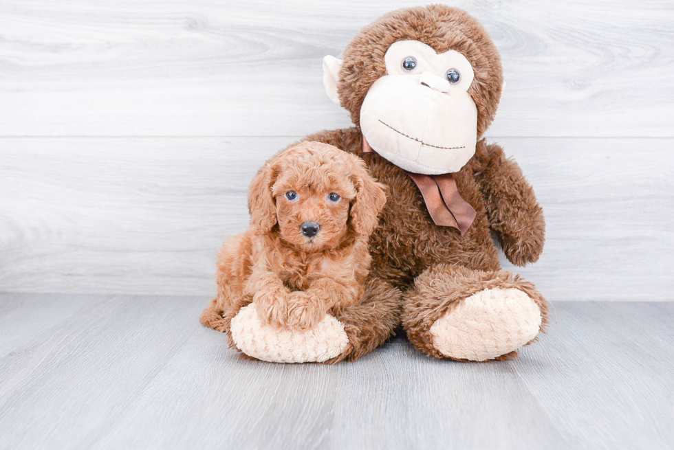 Best Cavapoo Baby