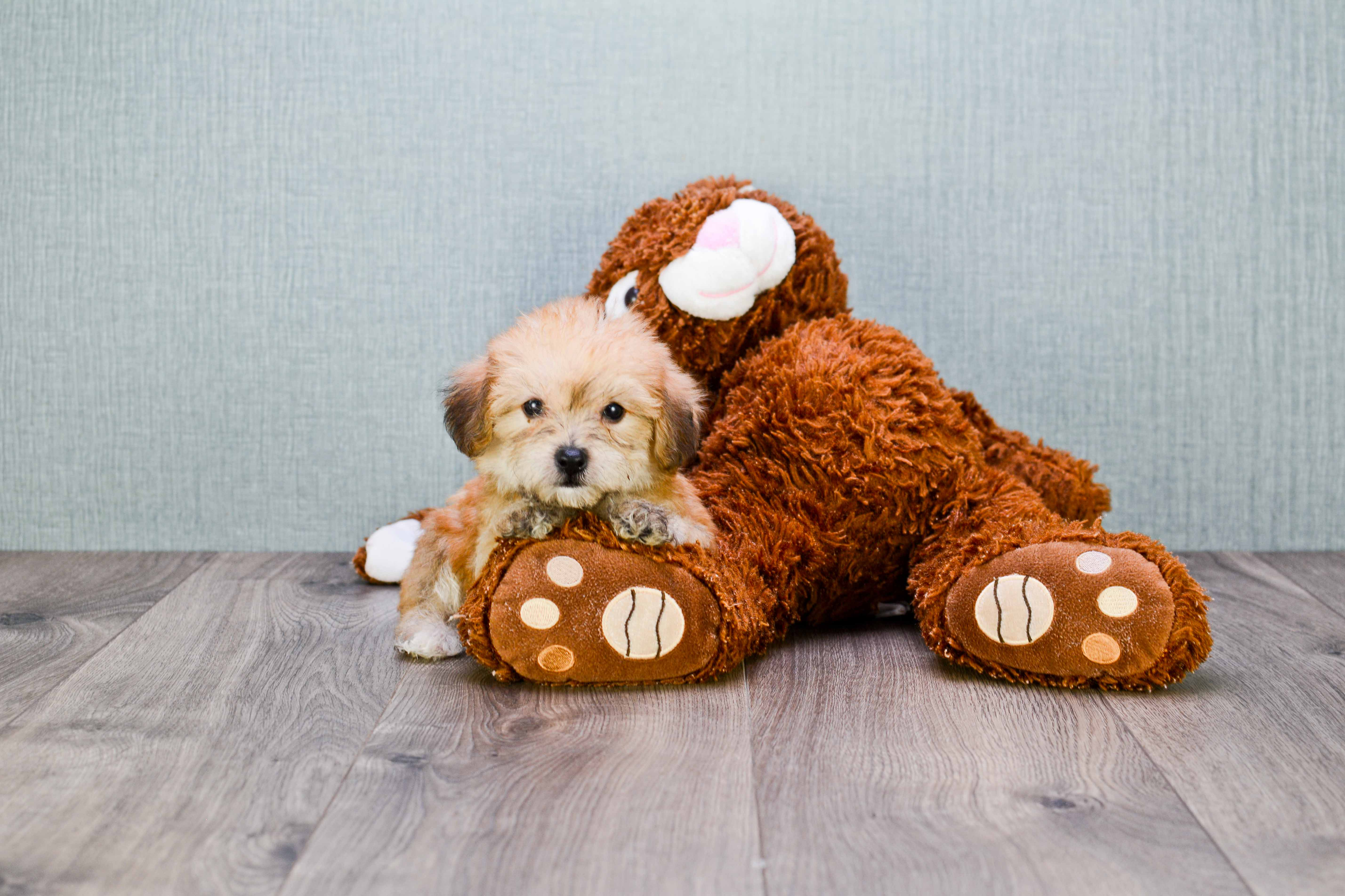 Cute Morkie Baby