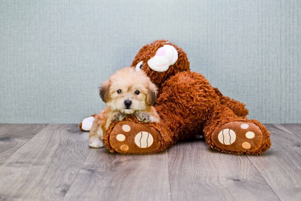 Cute Morkie Baby