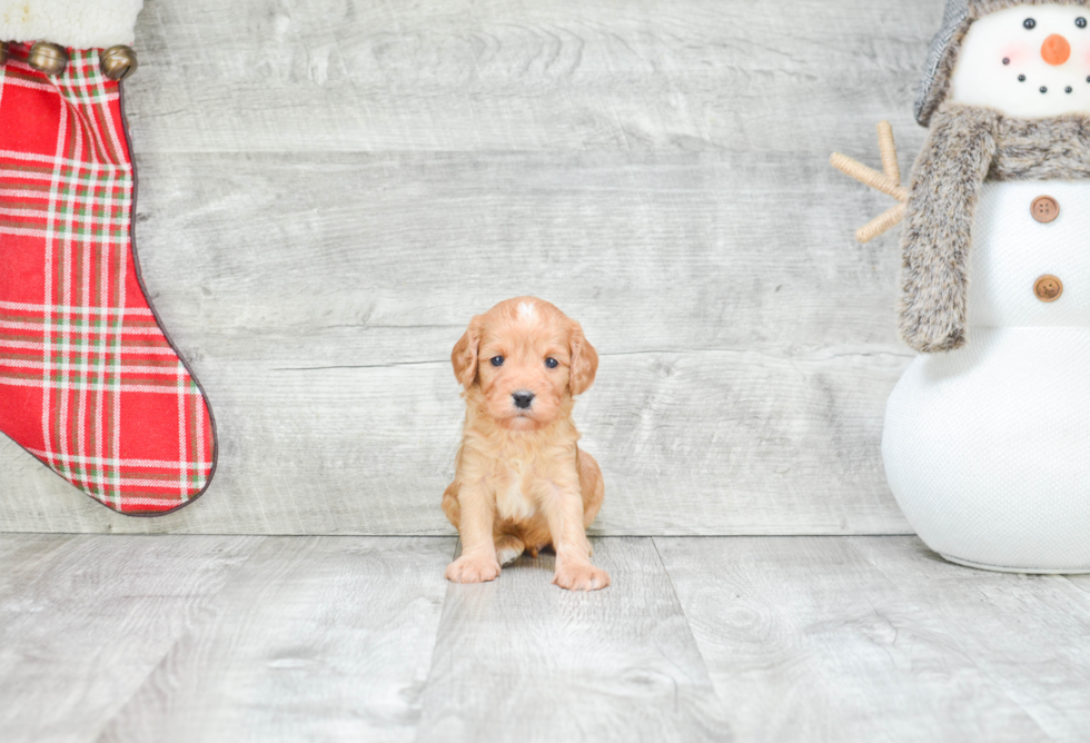 Happy Cavapoo Baby