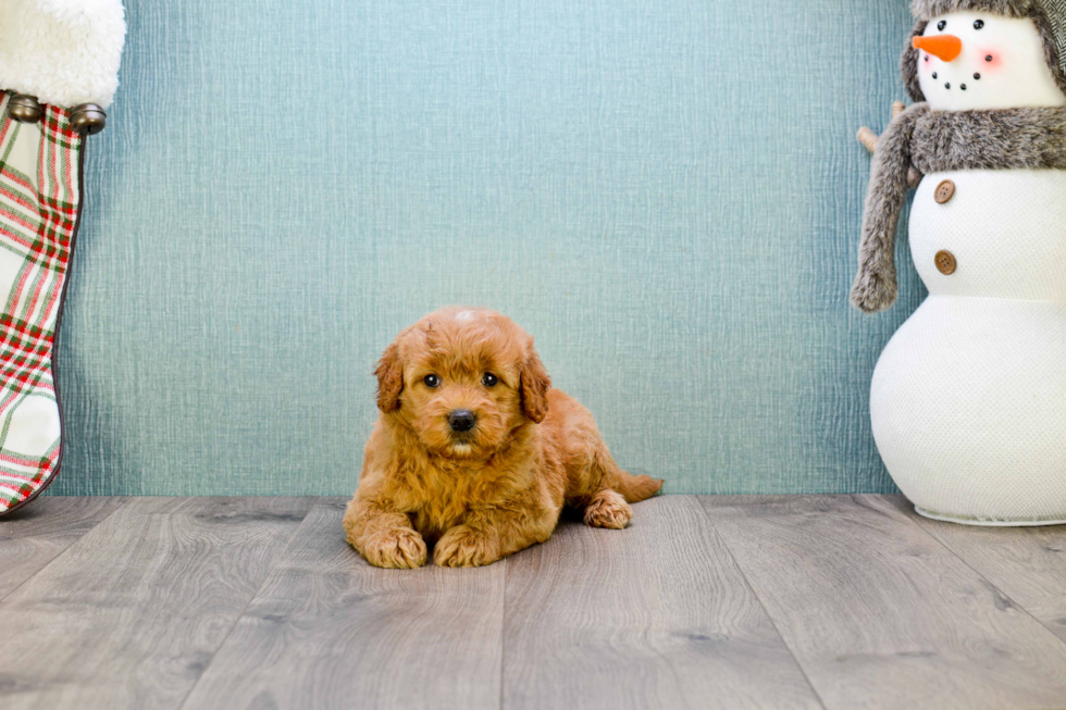 Mini Goldendoodle Pup Being Cute