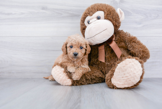 Mini Goldendoodle Puppy for Adoption