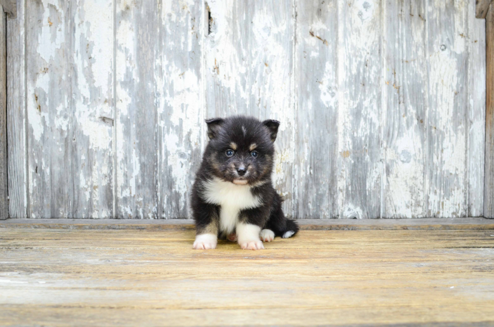 Best Pomsky Baby