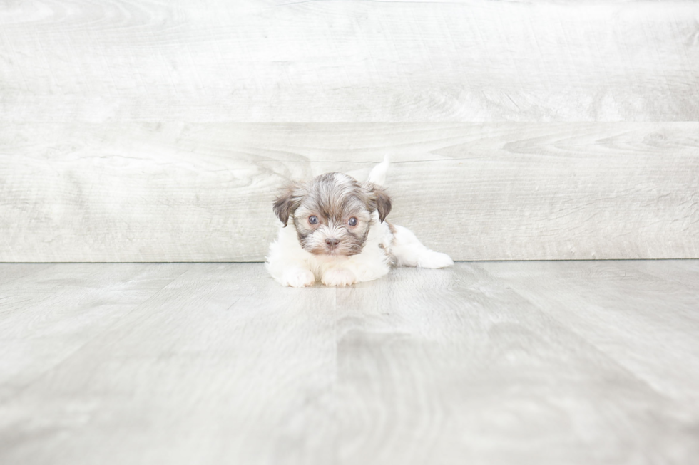 Havanese Pup Being Cute