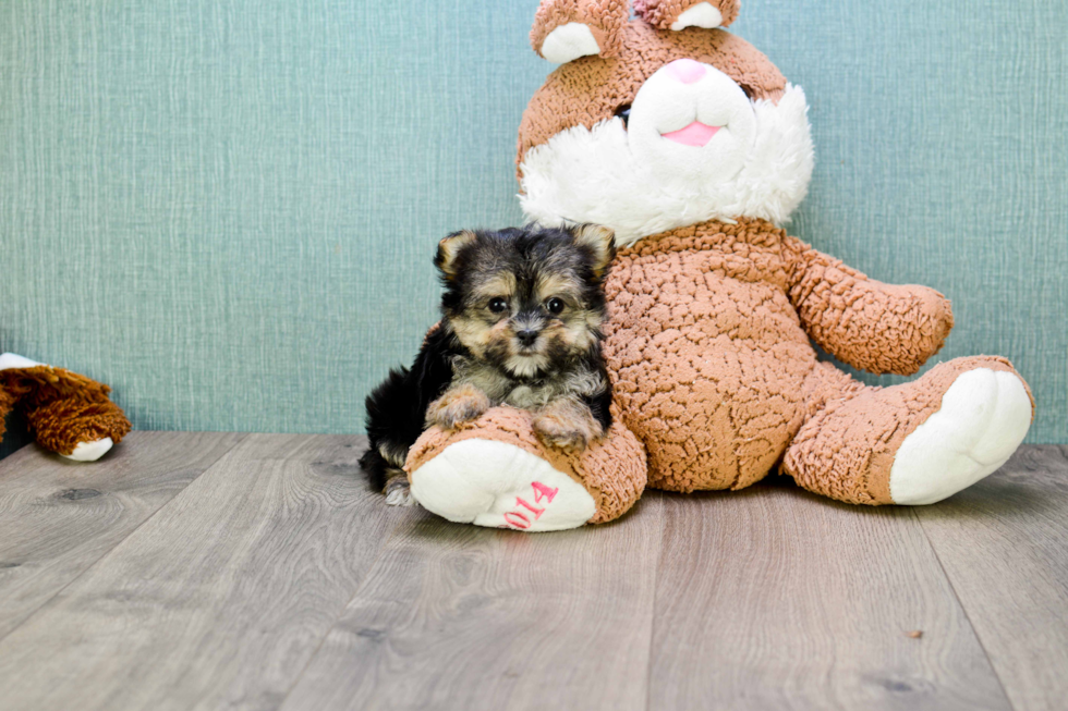 Morkie Pup Being Cute