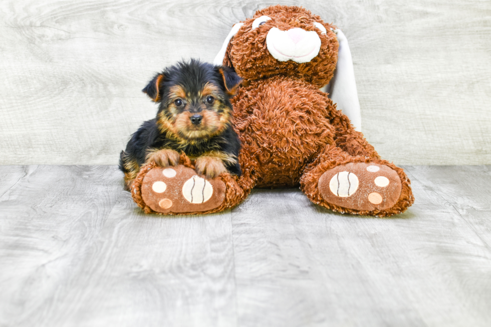 Meet Izzie - our Yorkshire Terrier Puppy Photo 