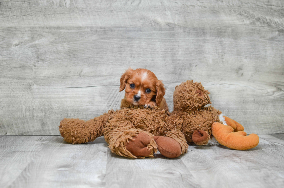 Cavalier King Charles Spaniel Pup Being Cute