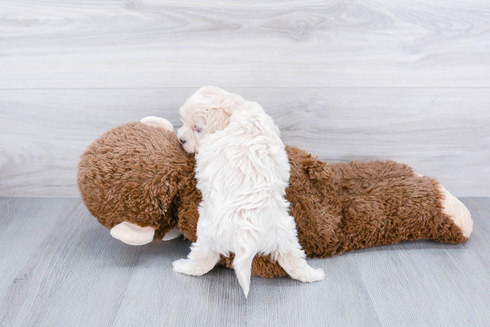 Maltipoo Pup Being Cute