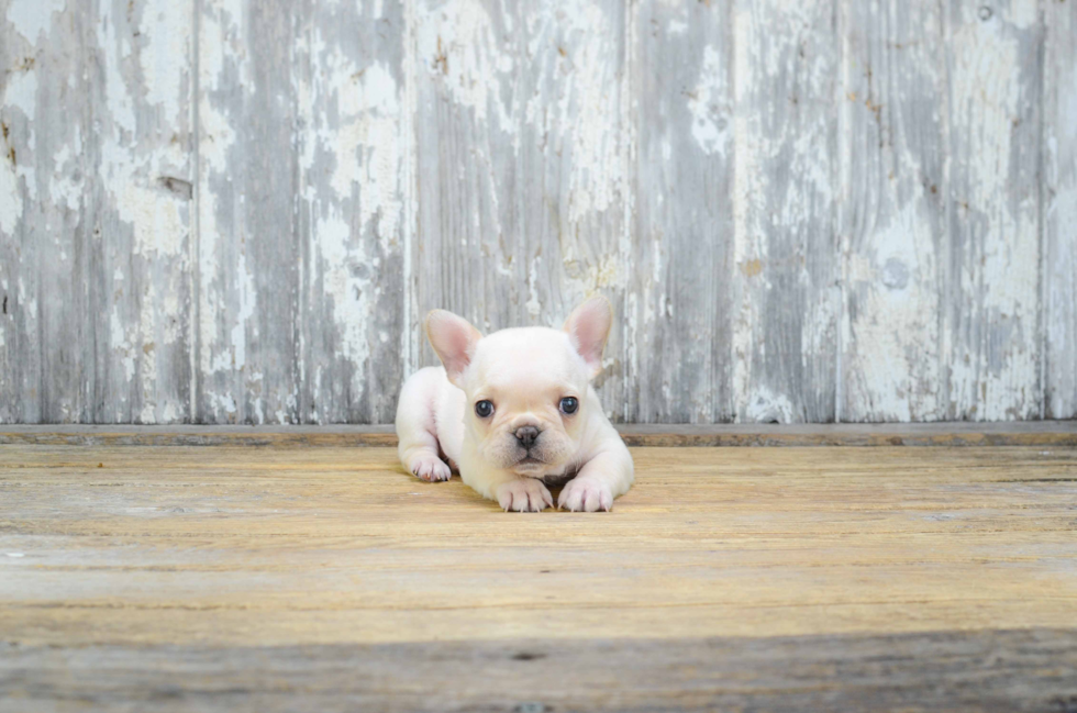 Small French Bulldog Baby