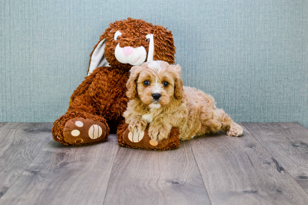 Cavapoo Pup Being Cute