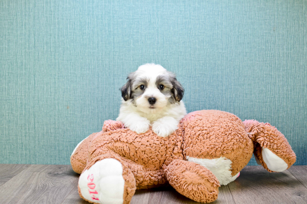 Best Havanese Baby