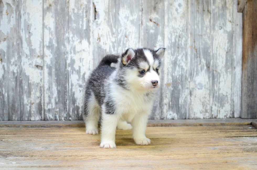 Best Pomsky Baby