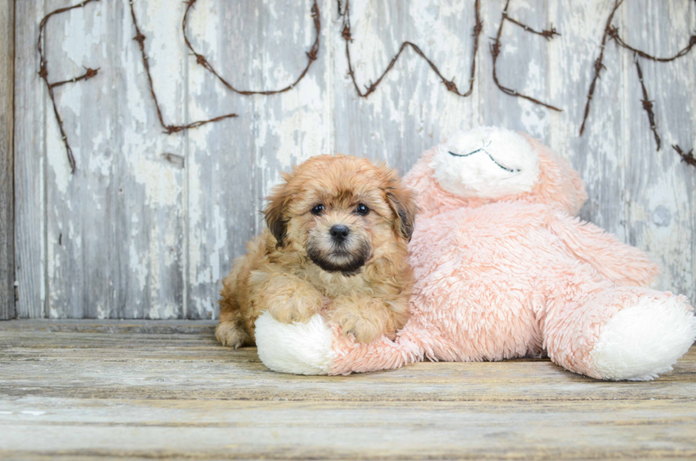 Teddy Bear Pup Being Cute