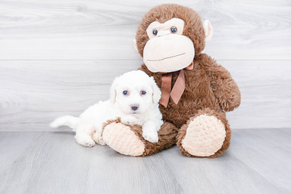 Bichon Frise Puppy for Adoption