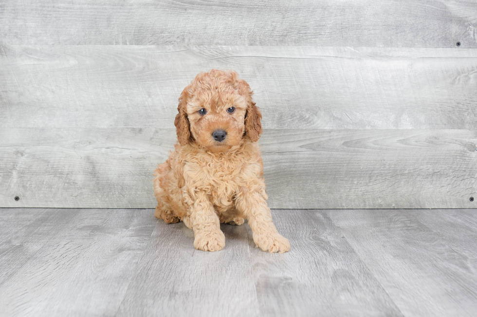 Best Mini Goldendoodle Baby