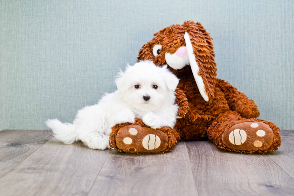 Cute Maltese Purebred Puppy