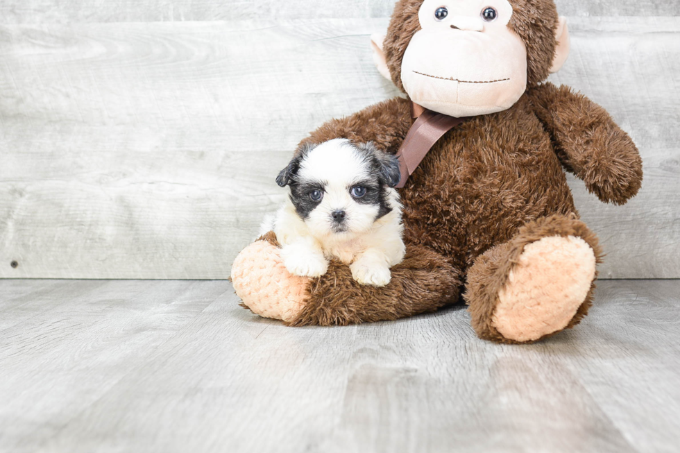 Hypoallergenic Shit Designer Puppy