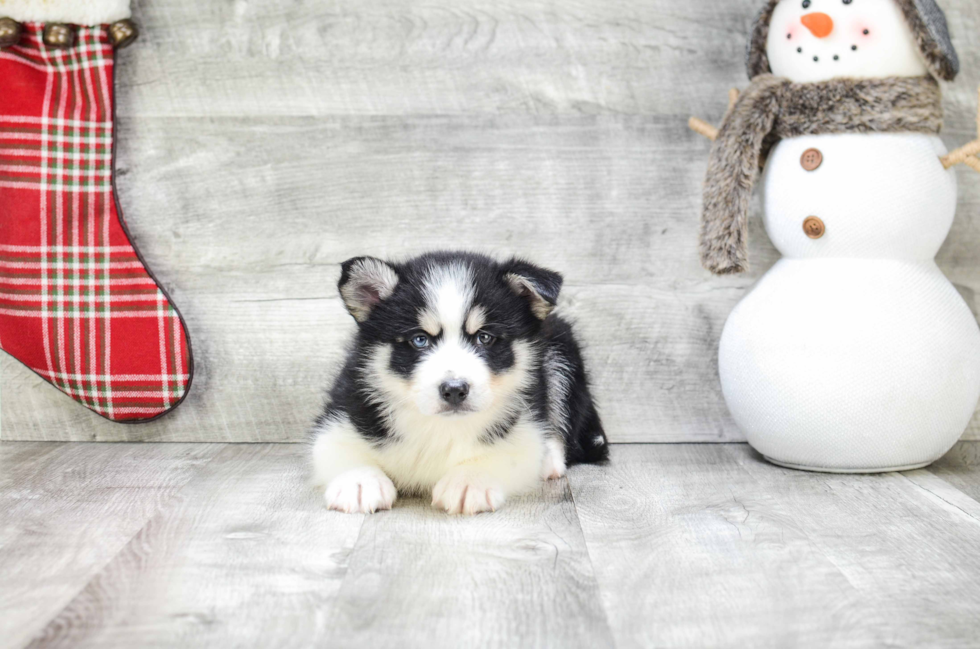 Best Pomsky Baby