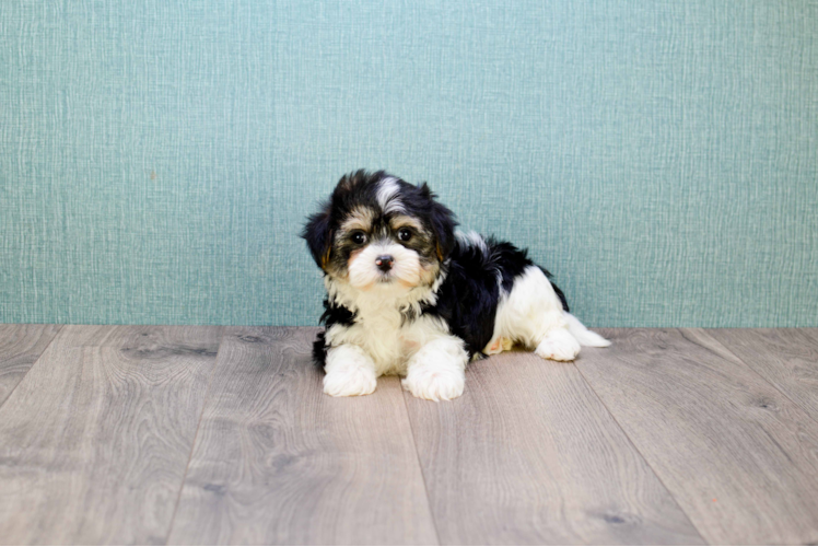 Hypoallergenic Yorkie Designer Puppy