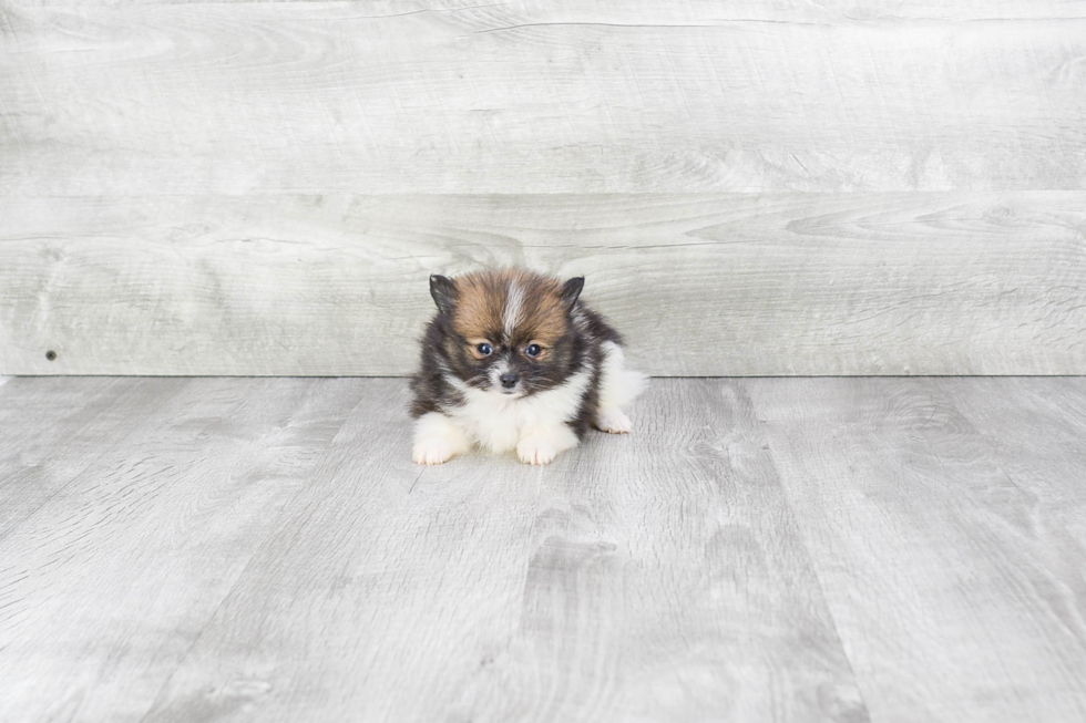 Adorable Pomeranian Purebred Puppy