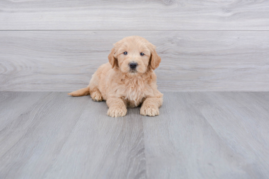 Little Golden Retriever Poodle Mix Puppy